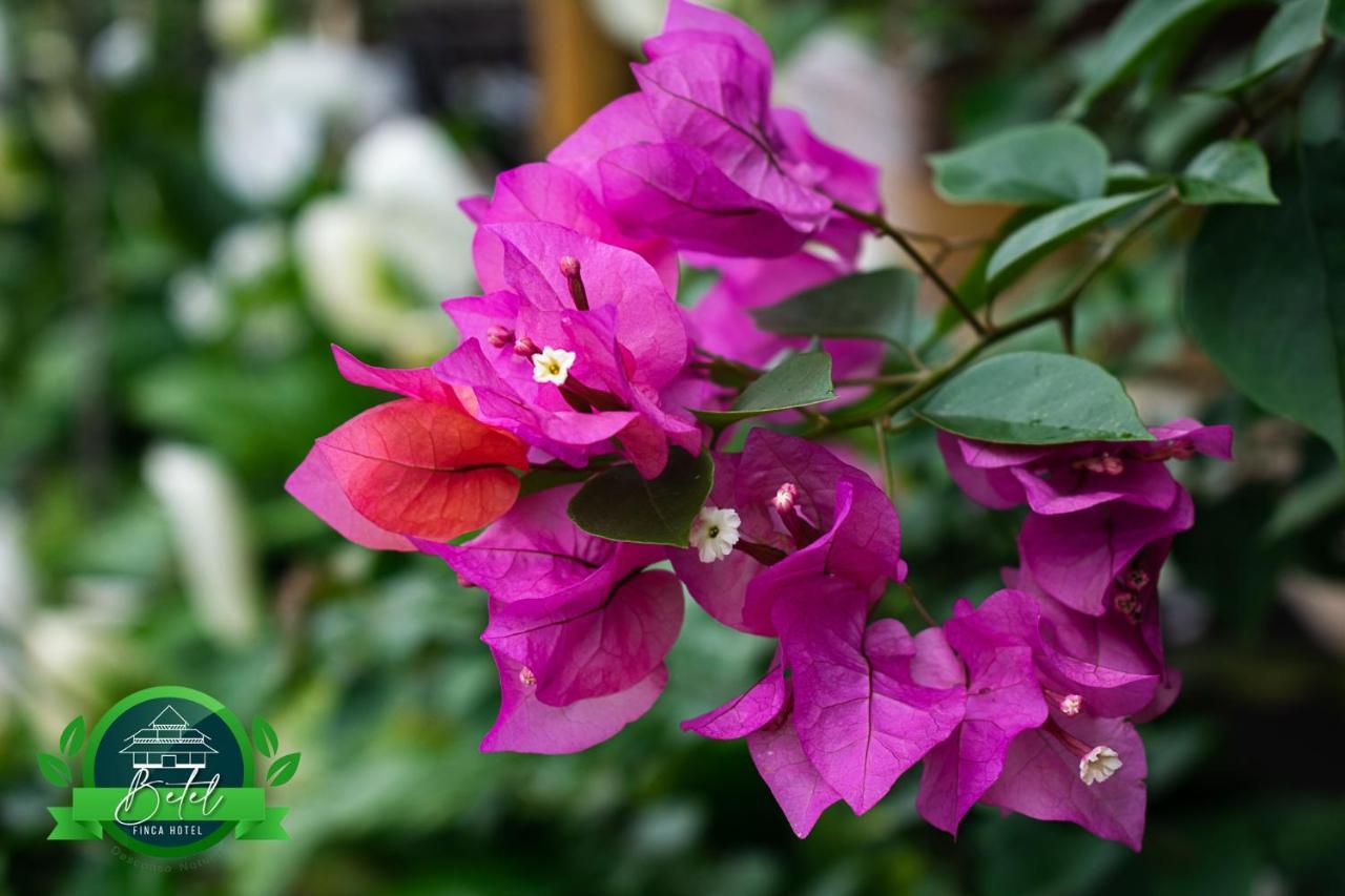 Finca Hotel Betel San Carlos ภายนอก รูปภาพ