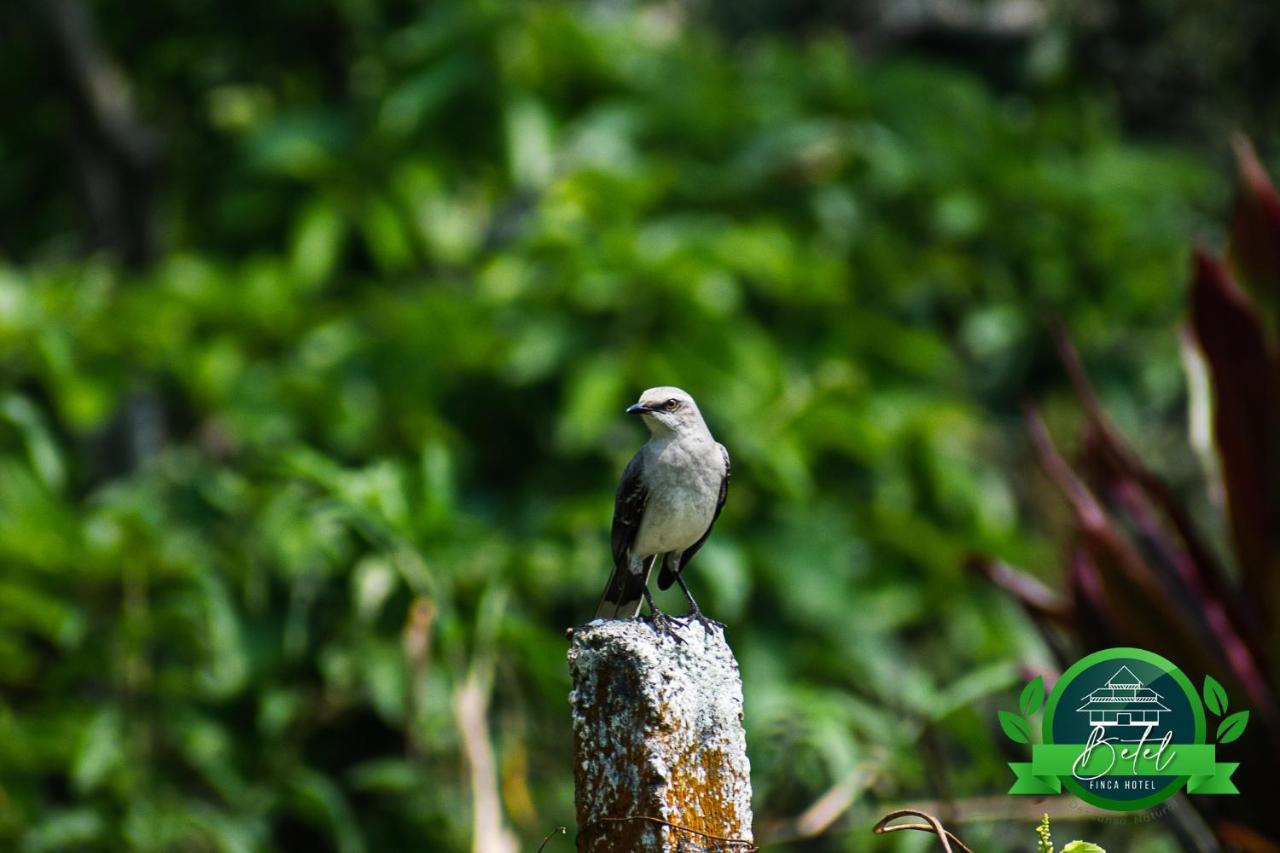 Finca Hotel Betel San Carlos ภายนอก รูปภาพ