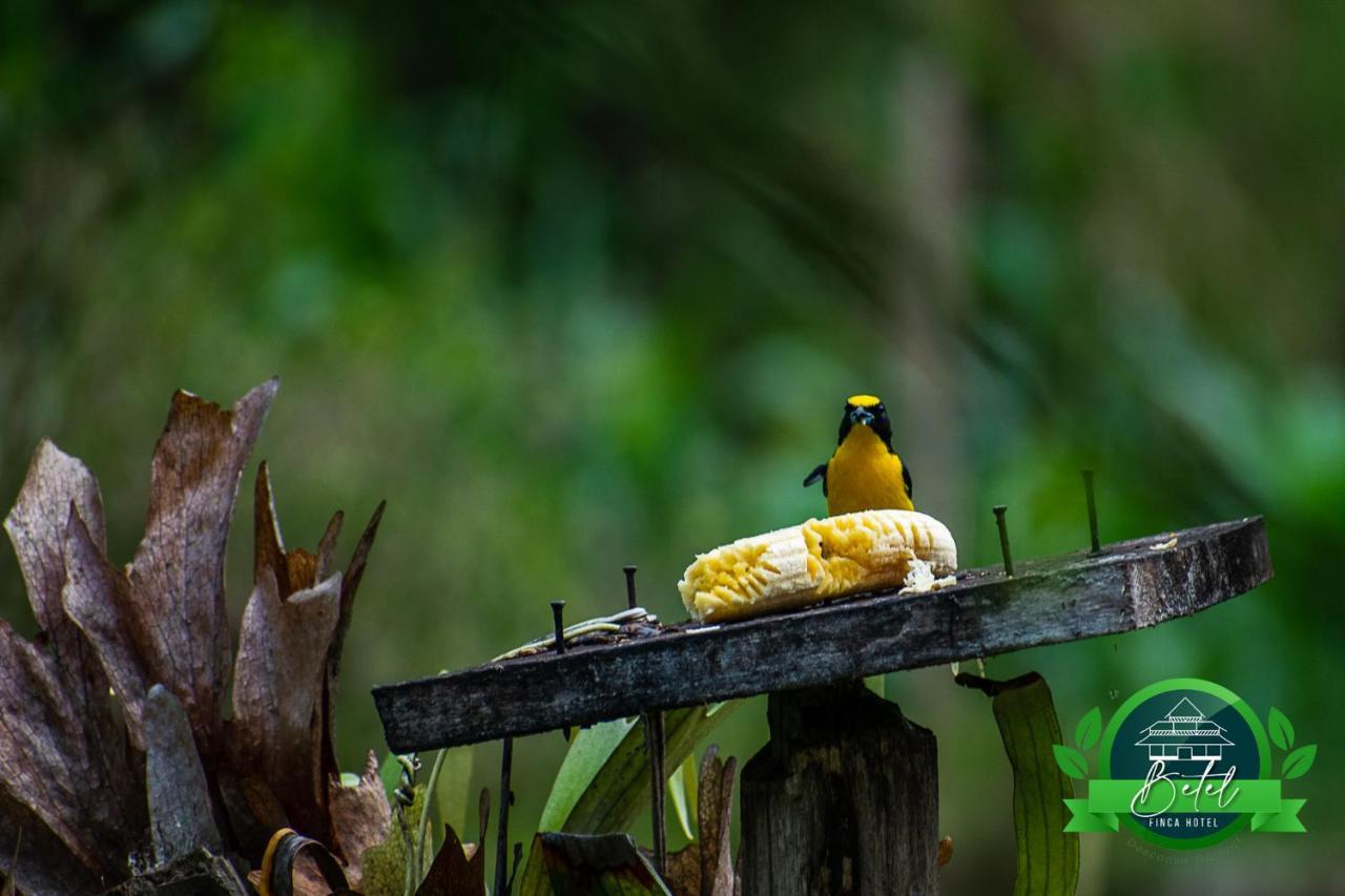 Finca Hotel Betel San Carlos ภายนอก รูปภาพ